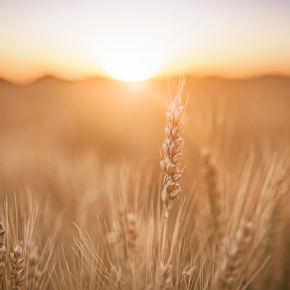 When God Brings You to the Threshing Floor